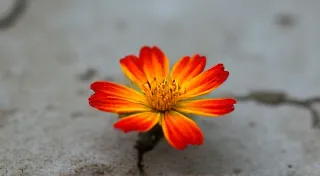 Solar Bloom: Harvesting Sunlight & Cultivating a Decentralized Future